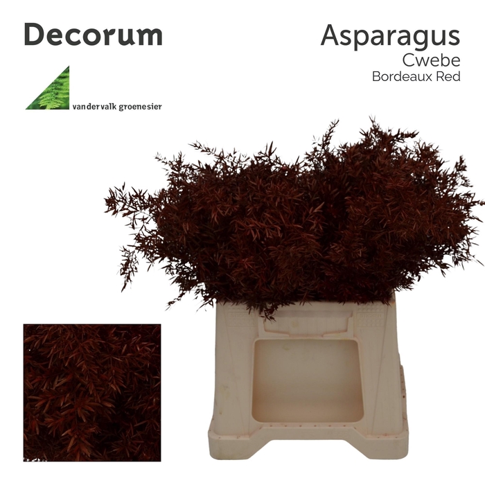 <h4>Asp cwebe Bordeaux red</h4>