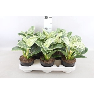 Philodendron   ...