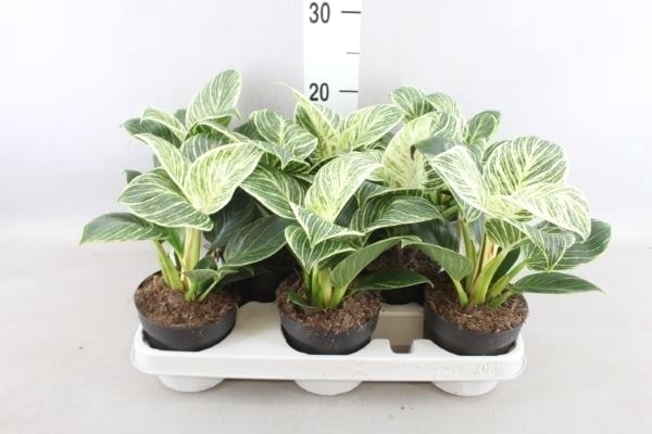 <h4>Philodendron   ...</h4>