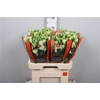 Eus G Rosanne Br Green