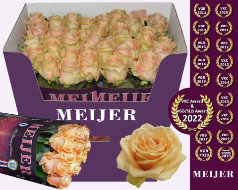 <h4>R Gr Pearl Avalanche Meijer</h4>