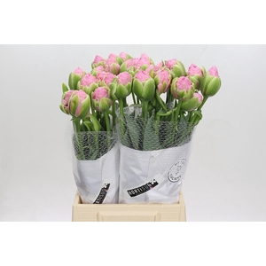Tulipa (Frans) Strawberry Ice
