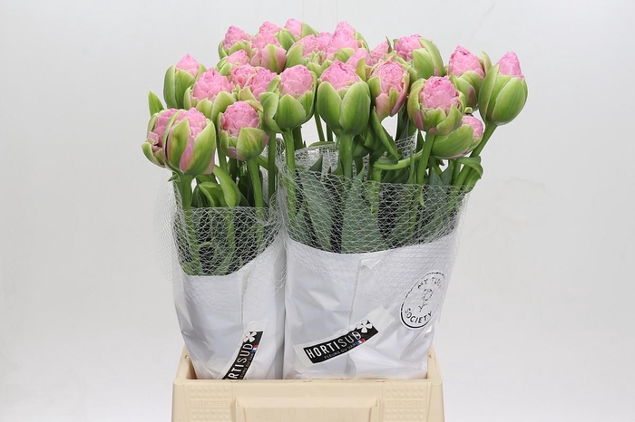 <h4>Tulipa (Frans) Strawberry Ice</h4>