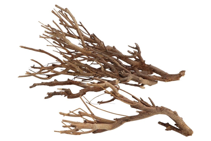 Nature Curry Bush Naturrl P/500 Gram