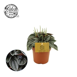 Peperomia Napoli Nights 12cm
