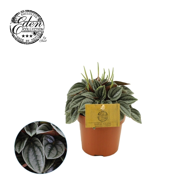 Peperomia Napoli Nights 12cm