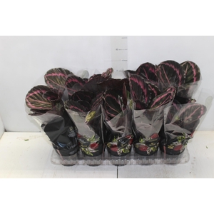 CALATHEA SURPRISE STAR P12