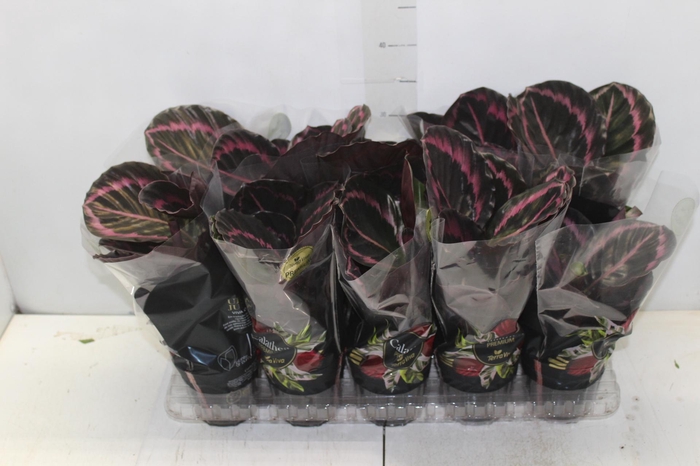 <h4>CALATHEA SURPRISE STAR P12</h4>