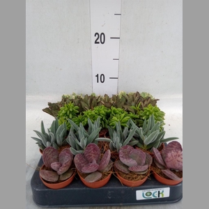 Succulents   ...