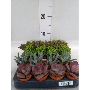 Succulents   ...