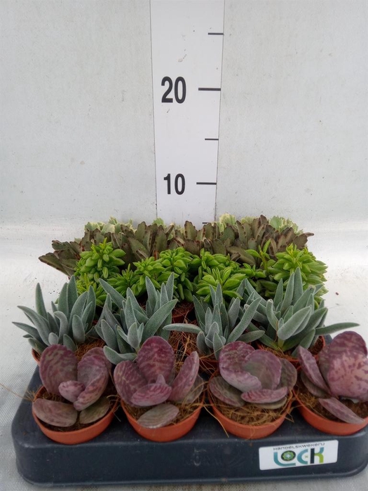 <h4>Succulents   ...</h4>