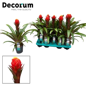 Guzmania Punta (Decorum)