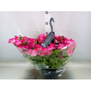 Petunia  'Surfinia'   ...