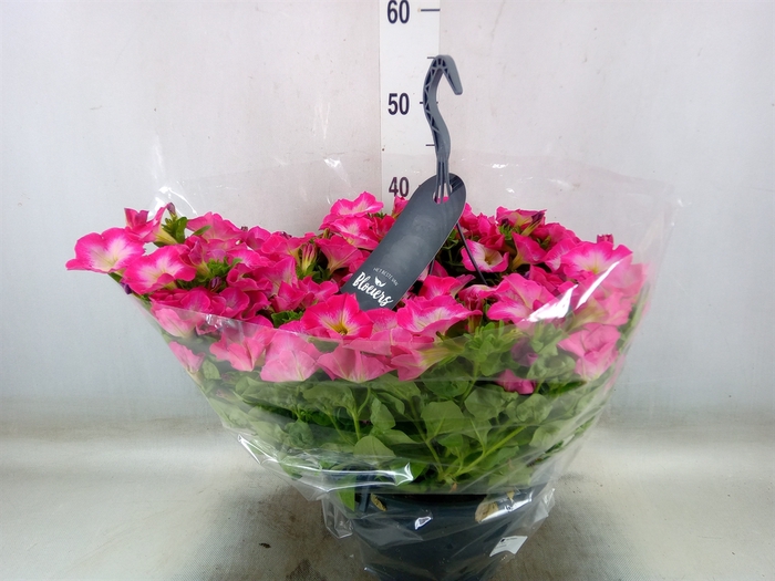 <h4>Petunia  'Surfinia'   ...</h4>