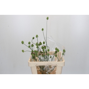 Allium Green Berry