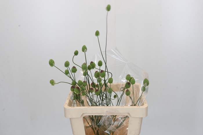 <h4>Allium Green Berry</h4>