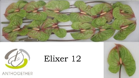 <h4>Anth A Elixer 13 cm X12 Spek Flowers</h4>