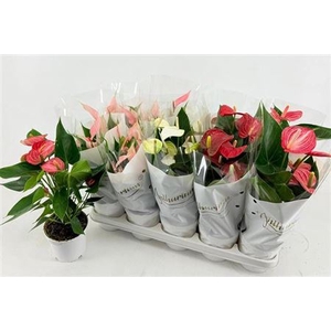 Anthurium Andreanum Grp gemengd 4 kleuren