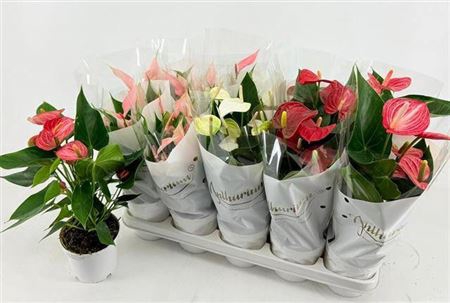 <h4>Anthurium Andreanum Grp gemengd 4 kleuren</h4>