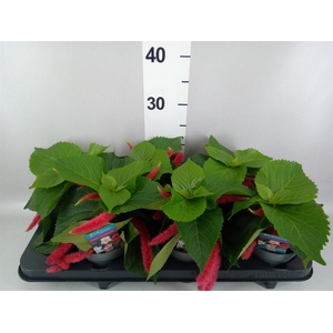 Acalypha hispida