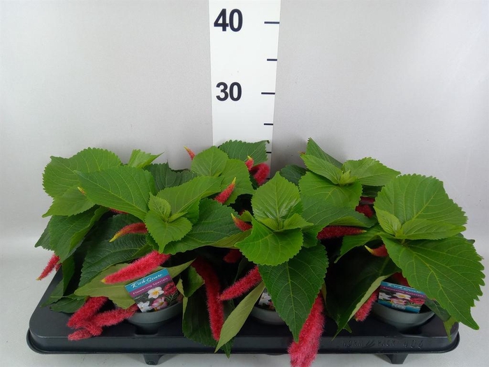 <h4>Acalypha hispida</h4>
