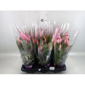 Spathiphyllum  'Bellini'