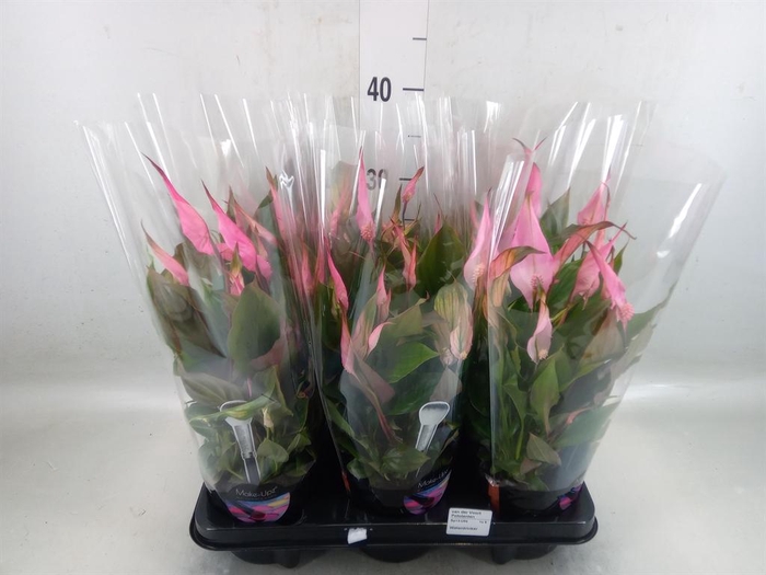 <h4>Spathiphyllum  'Bellini'</h4>
