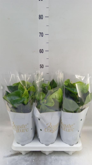<h4>Anthurium andr. 'Smaragd'</h4>