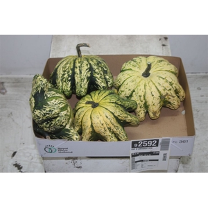Cuc P Patisson Mix