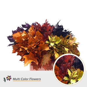 Eik Grof (80 cm) Autumn Mix