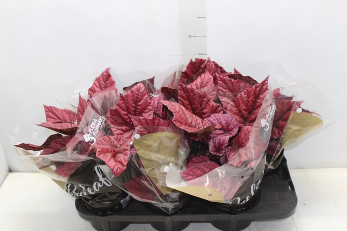 <h4>BEGONIA BELEAF INCA FLAME P15 PO</h4>
