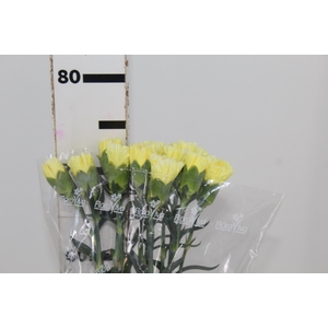 CRAVO JANEIRO 070 CM AMARELO