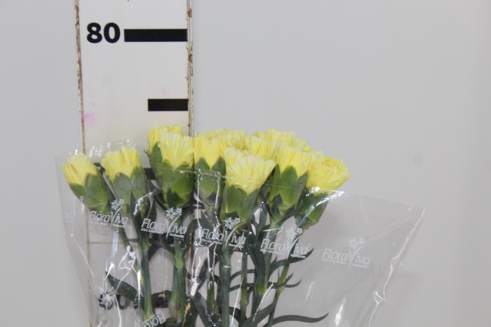 <h4>CRAVO JANEIRO 070 CM AMARELO</h4>