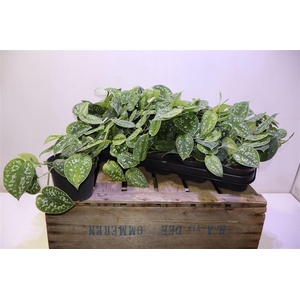 arr8 Scind Pict Argyraeus