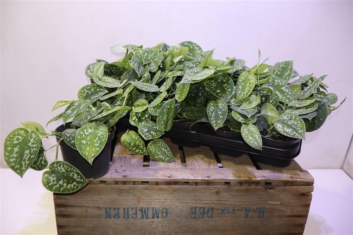 <h4>arr8 Scind Pict Argyraeus</h4>