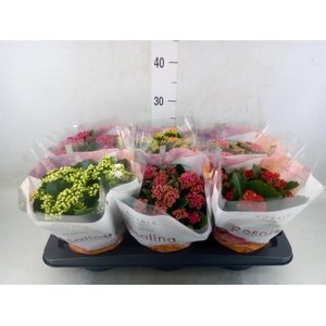 Kalanchoe blos. 'RoyalDon'   ..mix