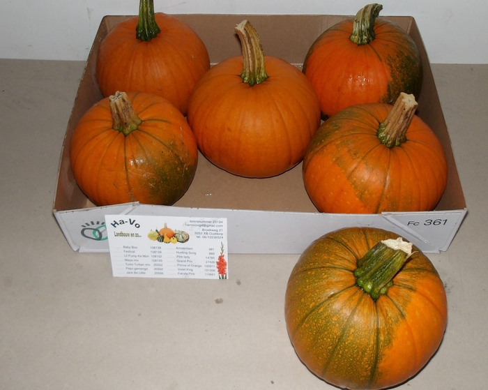 <h4>CUC MAXIMA HALLOWEEN</h4>
