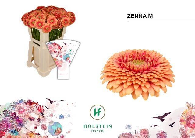 <h4>GE MB GERP ZENNA M</h4>