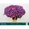Hydrangea 'Royal Opera' 21cm