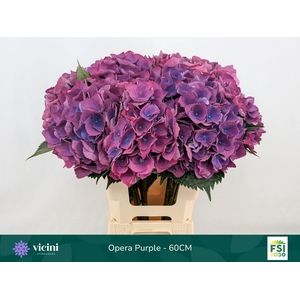 Hydrangea 'Royal Opera' 20cm