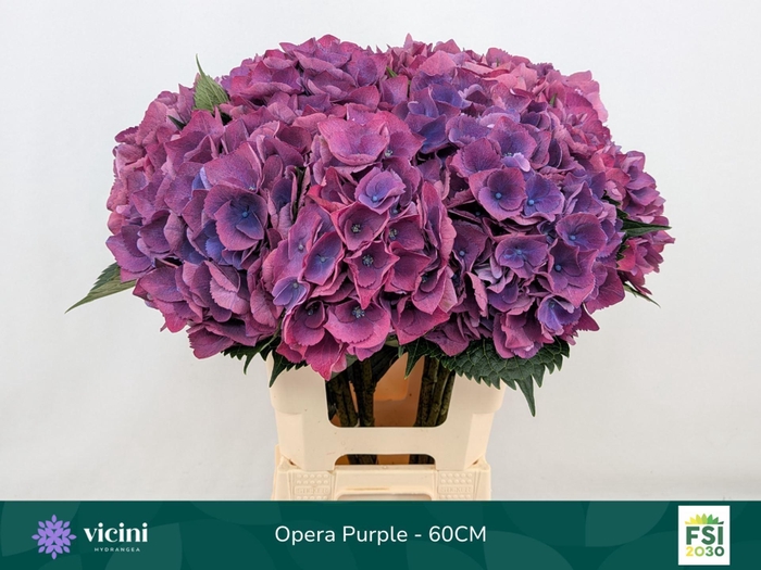 <h4>Hydrangea 'Royal Opera' 20cm</h4>
