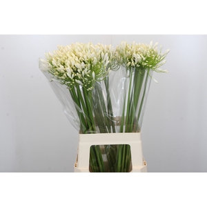 Agapanthus White Heaven