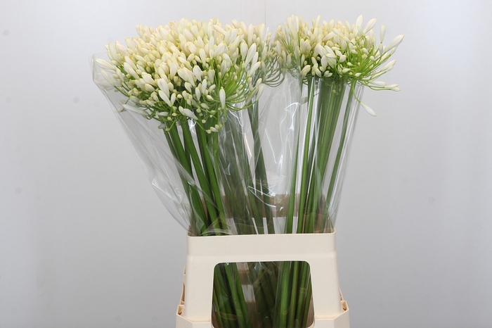 <h4>Agapanthus White Heaven</h4>