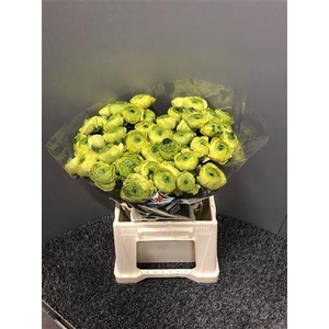 Ran Clooney Real Jean