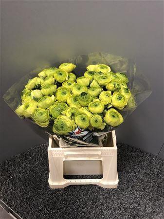 Ran Clooney Real Jean