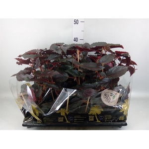 Begonia BD   ...