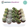 CACTUS GEM
