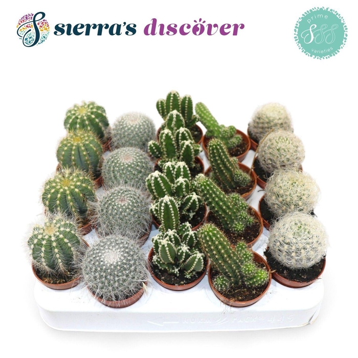 CACTUS GEM
