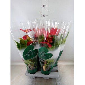 Anthurium andr. 'Nevada'