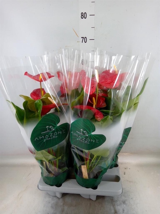 <h4>Anthurium andr. 'Nevada'</h4>